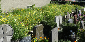 Groene Kerk 01